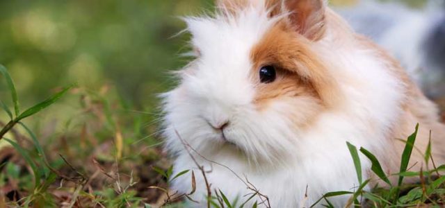 How To Find The Best Rabbit Hutch & What To Look For Before You Buy