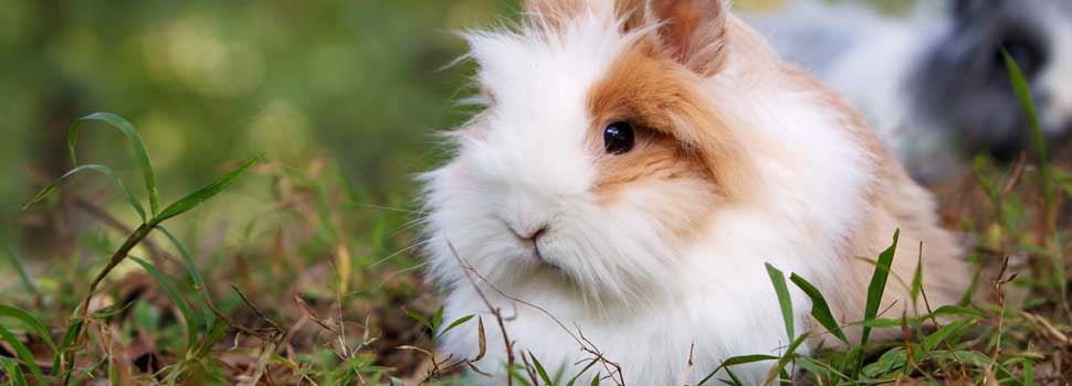 How To Find The Best Rabbit Hutch & What To Look For Before You Buy