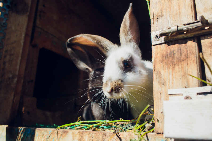 Best outdoor hotsell rabbit hutch